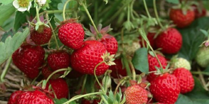 locally grown strawberries