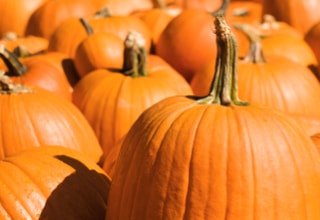 locally grown pumpkins