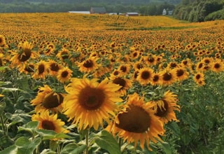 BP Farms sunflower fields