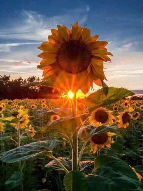 BP Farms Sunflowers