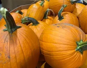 Viking Farms Pumpkins