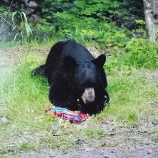 SOAC-bear
