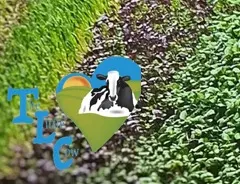 Microgreens