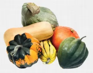 Assorted Squash
